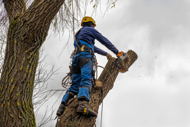 Professional Tree Service in North Wales, PA